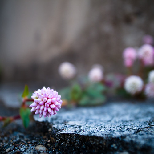 Urban Ledge Cluster Flower
