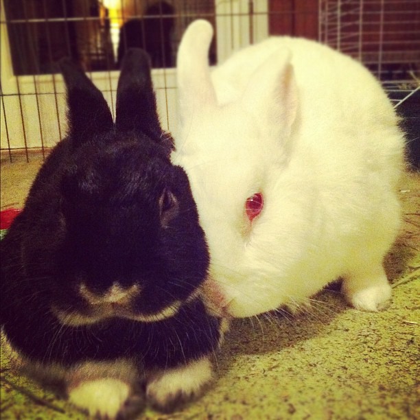 Bunny buddies. I love you.