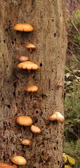 Mushroom mania