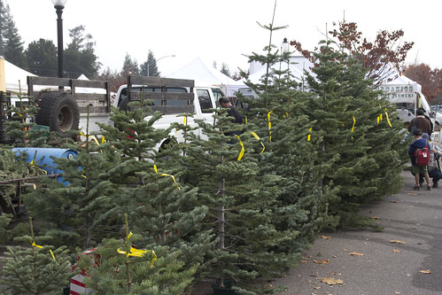Day 331 - Christmas Trees!
