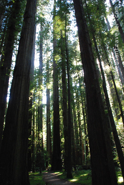 California Redwoods 3