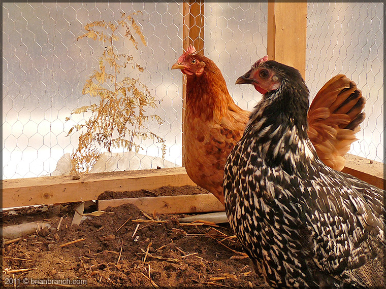 P1190977_chickens