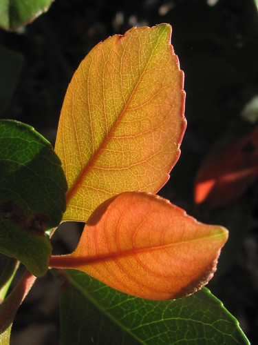 Autumn Leaves Detail