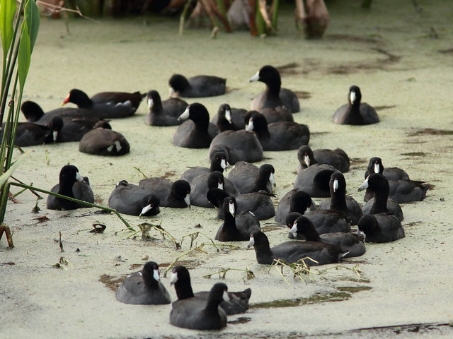 Conglomeration of Coots 20111204