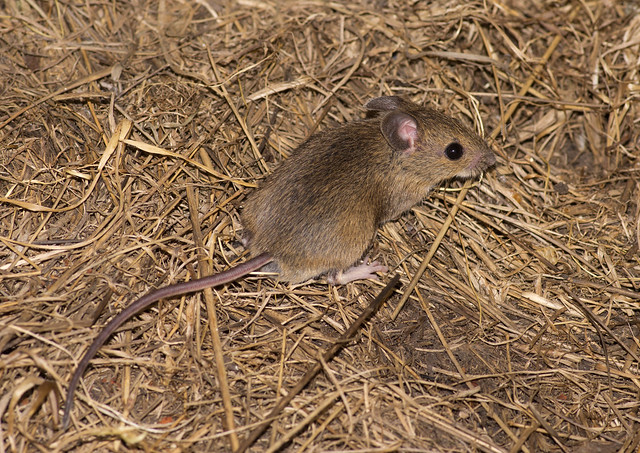 wood mouse