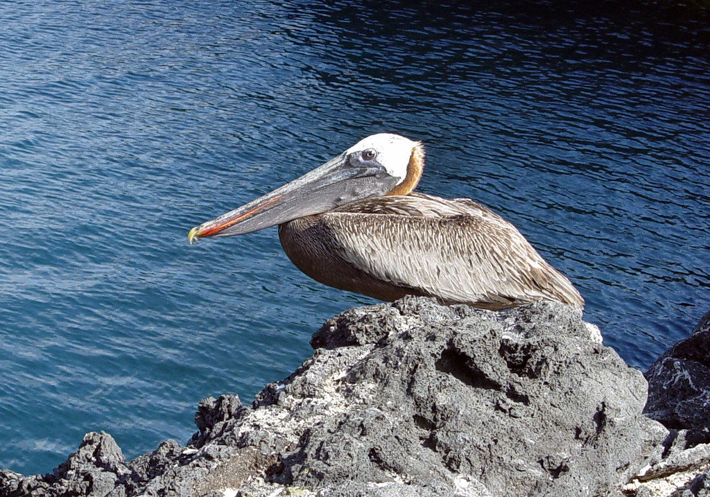 DSC00864 Galápagos Brown Pelican cropped