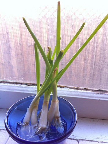 Life: (Re)Growing Green Onions UPDATE! by Sanctuary-Studio