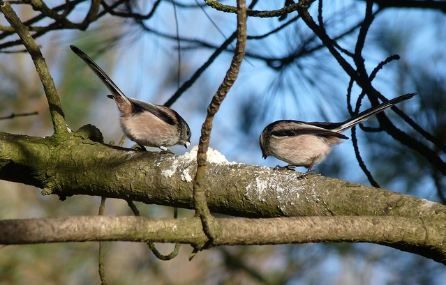 25425 - Long Tailed Tits, Llanelli WWT