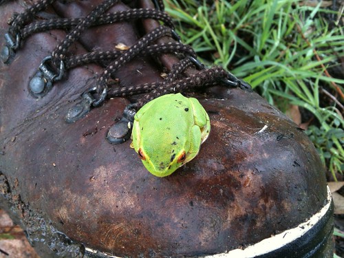 Friendly Frog