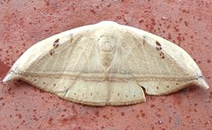 Hook tip moth (x3)