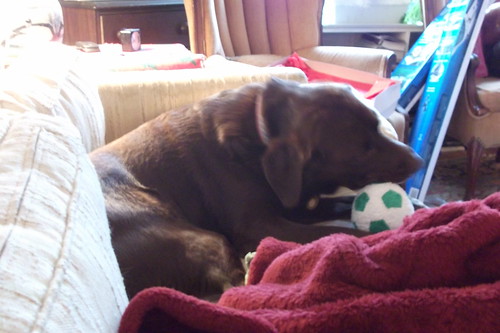 Tess likes her new squeaky ball by woodsrun