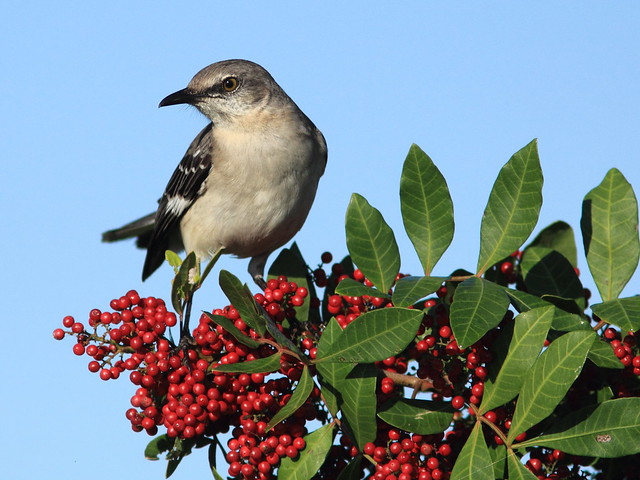 Northern Mockingbird 20120101