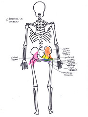hip external rotation posterior