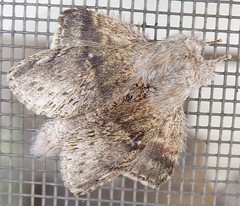 Notodontid moth (Stauropus alternus)