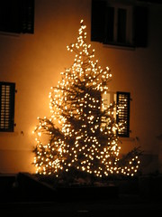 Weihnachtsbaum in Ehrendingen