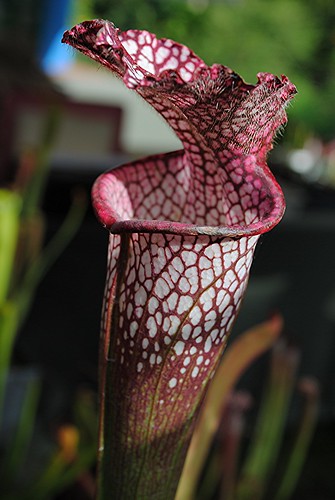 Mottled rosy Pitcher plants open at the top by jungle mama