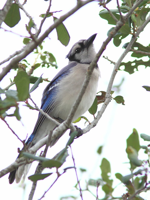 Blue Jay 20120113