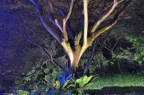 Tree on Orchard Road