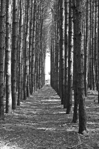 Forrest in black and white