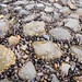 wet slippery rocks with shellfish you can't eat