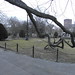 Boston public garden