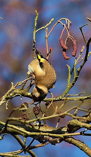 Goldfinch Woods Mill Sussex by Kinzler Pegwell