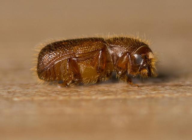 woodworm beetle adult 4