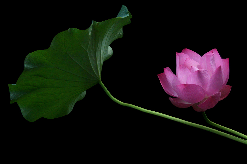Tips for Flower Photography 