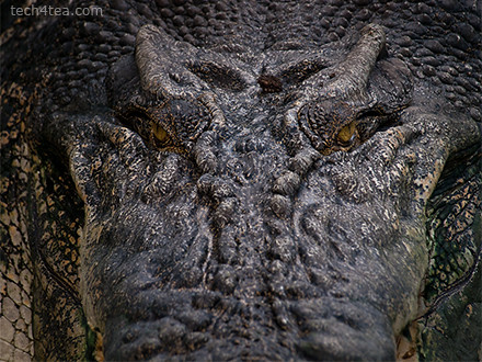 To take macro photo of crocodile's eyes, simply mount camera on mini-tripod and place the tripod on the croc's snout. Try not to get eaten in the process.