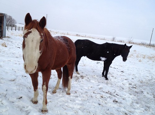 Snowy horses