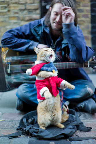 Bob the Big Issue Cat performs