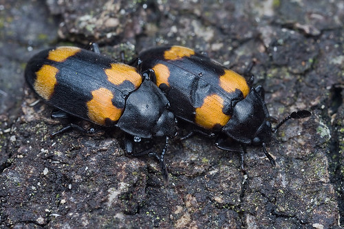 <b>Endomychidae hangsome fungus beetle </b>IMG_3332 copy