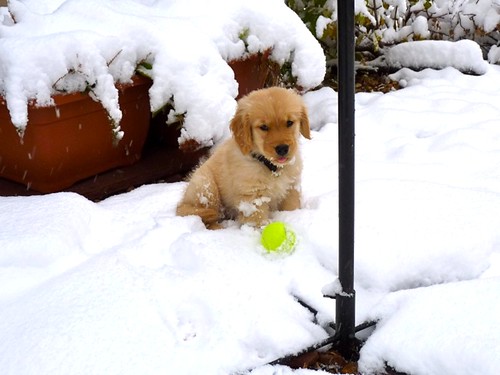 puppy snow