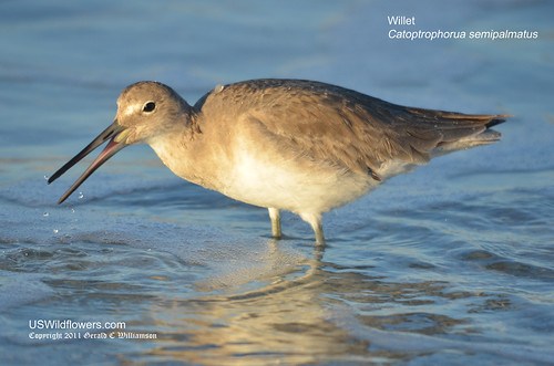 Willet eating a coquina by USWildflowers, on Flickr