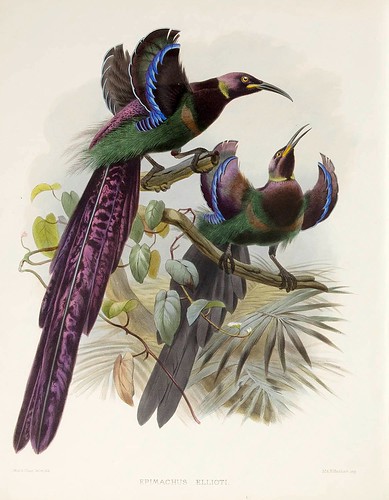 014-Ave del Paraiso de Elliot-A Monograph of the Paradiseidae-1873 D.G. Elliot