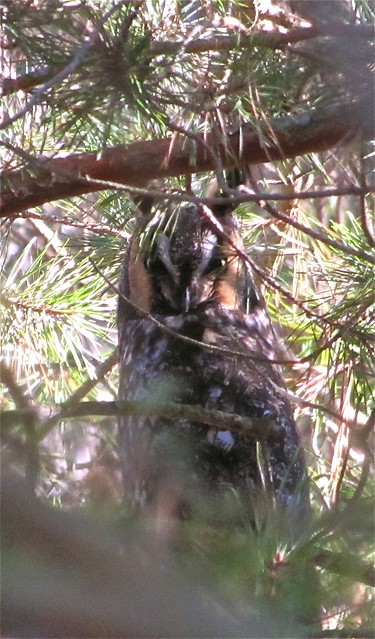 Long-eared Owl at the Fraker Farm in Woodford County, IL 03