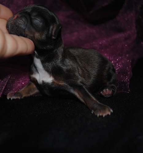 Phoebes puppies 1 day 015 by Beauty and the Beast Shih Tzu