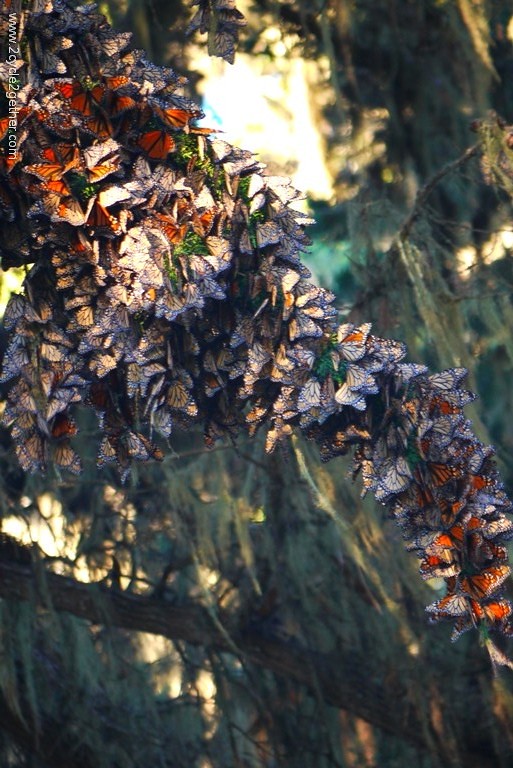 Monarch Sanctuary : Pacific Grove, CA