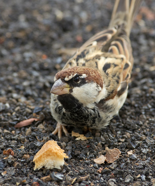spanish sparrow