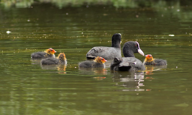 coot family