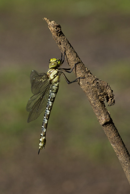 Southern hawker just emerged 2