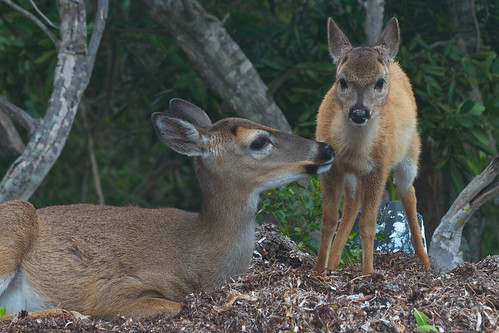 Key deer doe and fawn by alumroot