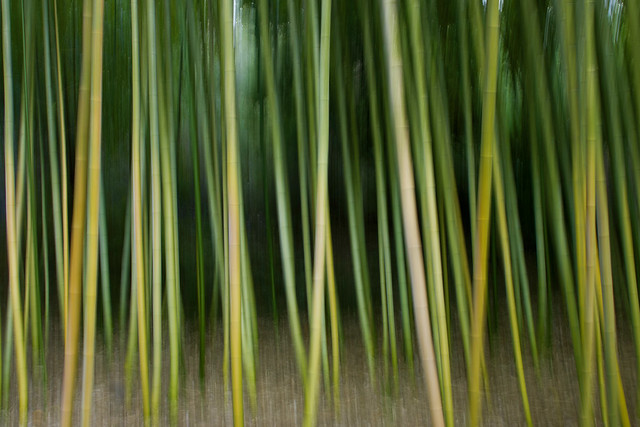 bamboo swipe