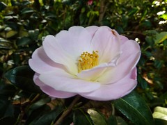 Camellias 2