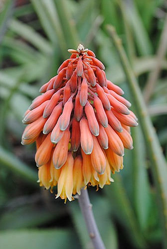 Aloe sinkatana... gold and orange clusters by jungle mama