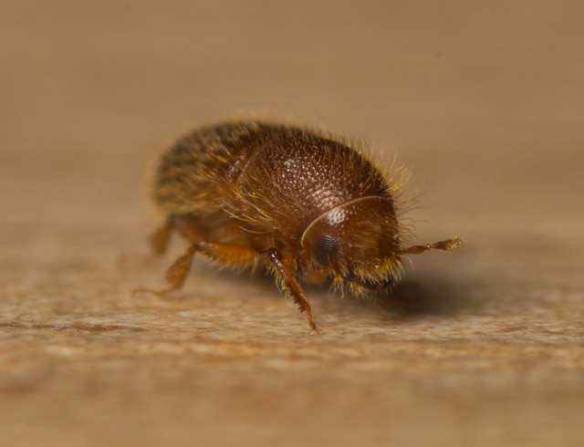 woodworm beetle adult 8