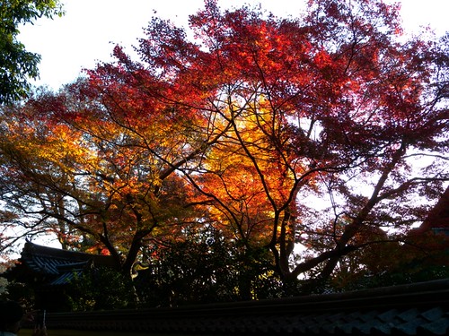 Red leaves in Mt.YOSHINO