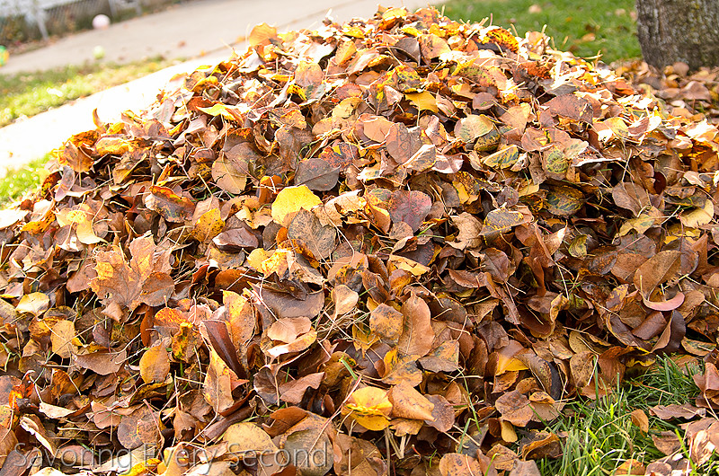 Fall Leaves14-Edit.jpg