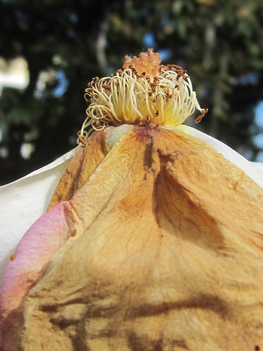 Exposed Rose with Dried Petals