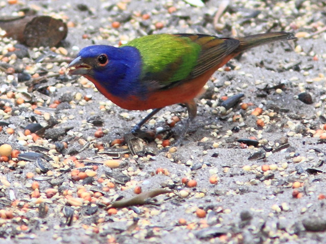 Painted Bunting 20111204